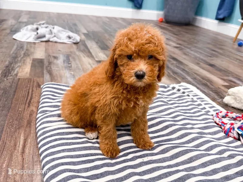 Smokie  – Miniature Goldendoodle puppy for sale in Exeter, MO