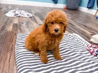 Smokie , a female Miniature Goldendoodle for sale in Exeter, MO – 1 of 1