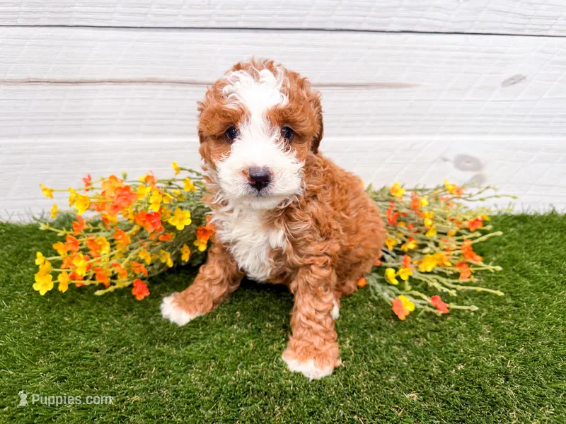 Peanut  – Miniature Bernedoodle puppy for sale in Exeter, MO
