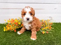Peanut , a female Miniature Bernedoodle for sale in Exeter, MO – 1 of 3