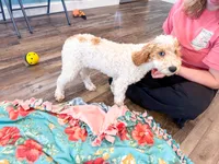 Clear & Merle!, a male Poodle - Miniature  for sale in Exeter, MO – 3 of 9