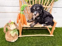 Will, a male Miniature Bernedoodle for sale in Exeter, MO – 7 of 7