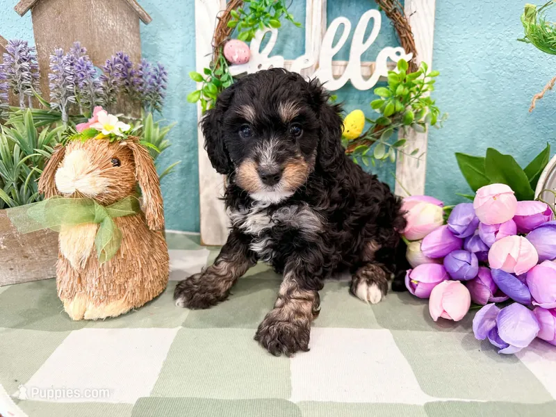 Will – Miniature Bernedoodle puppy for sale in Exeter, MO
