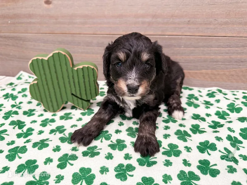 Will – Miniature Bernedoodle puppy for sale in Exeter, MO