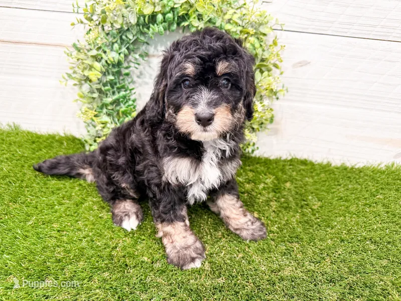 Will – Miniature Bernedoodle puppy for sale in Exeter, MO
