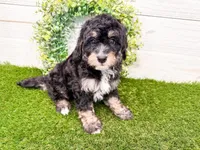 Will, a male Miniature Bernedoodle for sale in Exeter, MO – 1 of 7