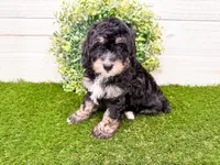 Will, a male Miniature Bernedoodle for sale in Exeter, MO – 2 of 7