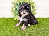 Will, a male Miniature Bernedoodle for sale in Exeter, MO – 3 of 7