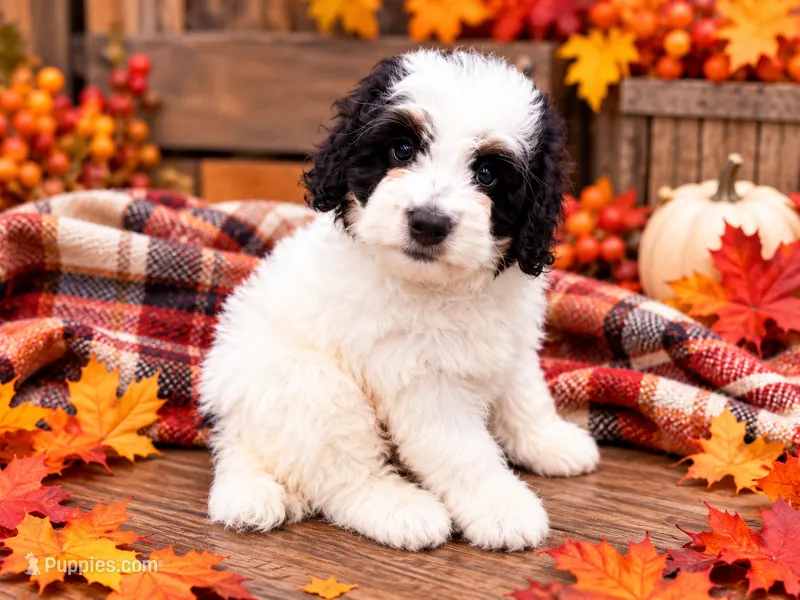 Guernsey – Miniature Bernedoodle puppy for sale in Exeter, MO