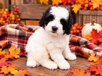Guernsey, a male Miniature Bernedoodle for sale in Exeter, MO – 1 of 2