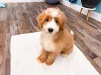 Smucker, a male Miniature Bernedoodle for sale in Exeter, MO – 9 of 10