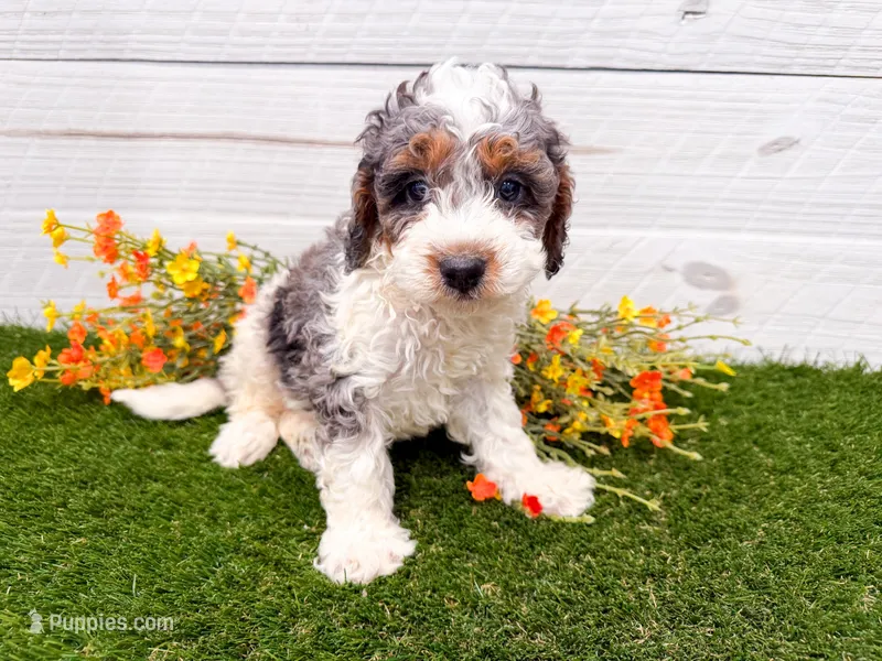 Peter Pan  – Miniature Bernedoodle puppy for sale in Exeter, MO
