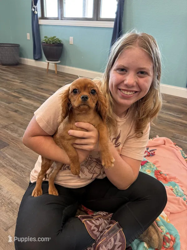 Iris  – Cavalier King Charles Spaniel puppy for sale in Exeter, MO