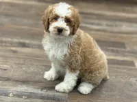 Lawson , a male Poodle - Miniature  for sale in Exeter, MO – Photo 1 of 4
