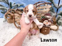 Lawson , a male Poodle - Miniature  for sale in Exeter, MO – Photo 4 of 4