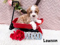 Lawson , a male Poodle - Miniature  for sale in Exeter, MO – Photo 2 of 4