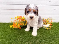 Peter Pan , a male Miniature Bernedoodle for sale in Exeter, MO – 3 of 3