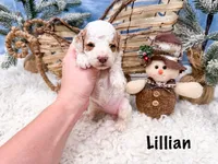 Lillian , a female Poodle - Miniature  for sale in Exeter, MO – Photo 4 of 4