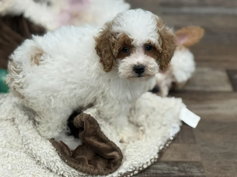 Lillian , a female Poodle - Miniature  for sale in Exeter, MO – Photo 1 of 4