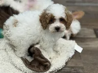 Lillian , a female Poodle - Miniature  for sale in Exeter, MO – Photo 1 of 4