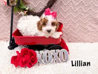 Lillian , a female Poodle - Miniature  for sale in Exeter, MO – Photo 2 of 4
