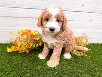 Smucker, a male Miniature Bernedoodle for sale in Exeter, MO – 2 of 3