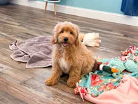 Demi , a female Miniature Goldendoodle for sale in Exeter, MO – 3 of 4
