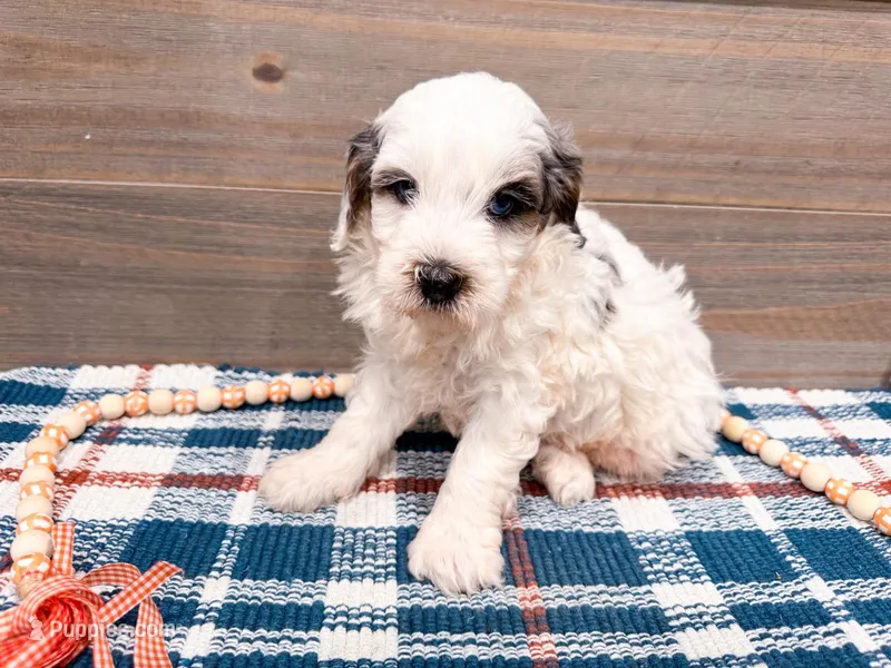 Cinch  – Miniature Bernedoodle puppy for sale in Exeter, MO