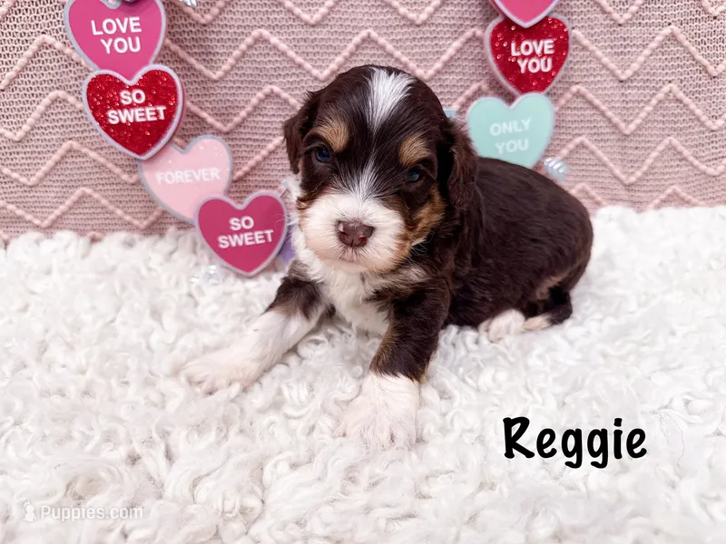 Reggie