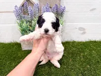 Skylar, a female Miniature Goldendoodle for sale in Exeter, MO – Photo 2 of 3