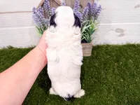 Skylar, a female Miniature Goldendoodle for sale in Exeter, MO – Photo 3 of 3