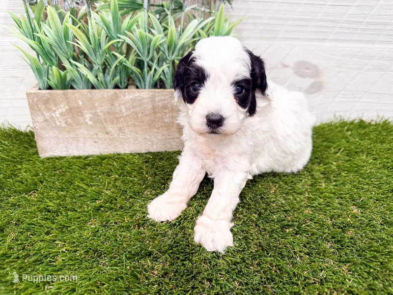Skylar – Miniature Goldendoodle puppy for sale in Exeter, MO