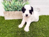 Skylar, a female Miniature Goldendoodle for sale in Exeter, MO – Photo 1 of 3