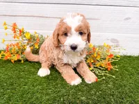 Smucker, a male Miniature Bernedoodle for sale in Exeter, MO – 3 of 3