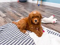 Ash , a female Miniature Goldendoodle for sale in Exeter, MO – 1 of 1