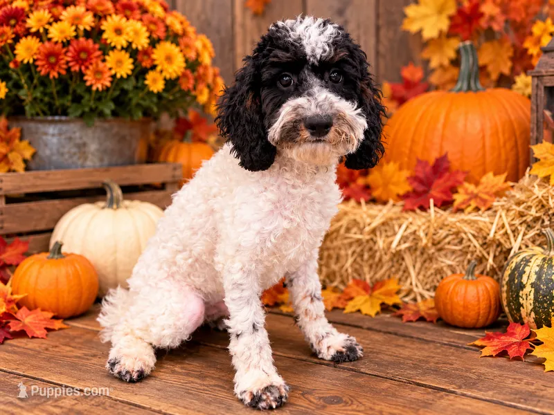 Dodger  – Poodle - Miniature  puppy for sale in Exeter, MO