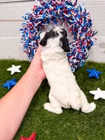Dodger , a male Poodle - Miniature  for sale in Exeter, MO – 2 of 2