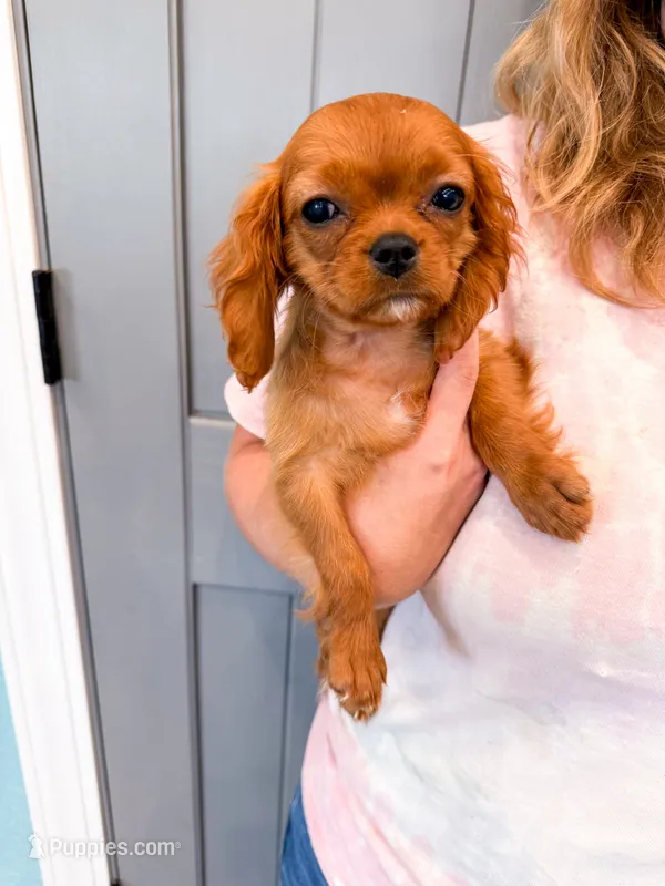 Iris  – Cavalier King Charles Spaniel puppy for sale in Exeter, MO