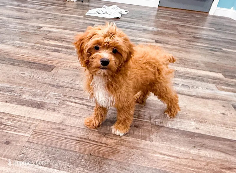 Lyle  – Cavapoo puppy for sale in Exeter, MO