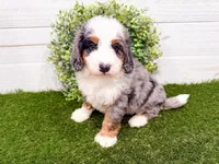 Crosby , a male Miniature Bernedoodle for sale in Exeter, MO – 2 of 7