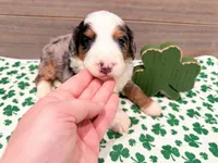 Crosby , a male Miniature Bernedoodle for sale in Exeter, MO – Photo 2 of 4