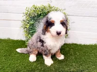 Crosby , a male Miniature Bernedoodle for sale in Exeter, MO – 3 of 7
