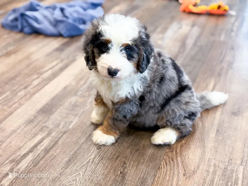 Crosby  – Miniature Bernedoodle puppy for sale in Exeter, MO