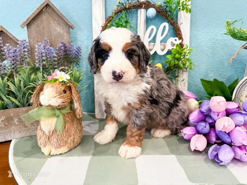 Crosby  – Miniature Bernedoodle puppy for sale in Exeter, MO