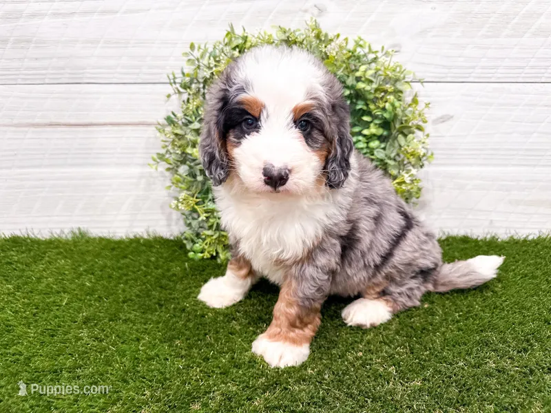 Crosby  – Miniature Bernedoodle puppy for sale in Exeter, MO