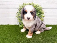 Crosby , a male Miniature Bernedoodle for sale in Exeter, MO – 1 of 7