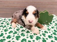 Crosby , a male Miniature Bernedoodle for sale in Exeter, MO – Photo 1 of 4