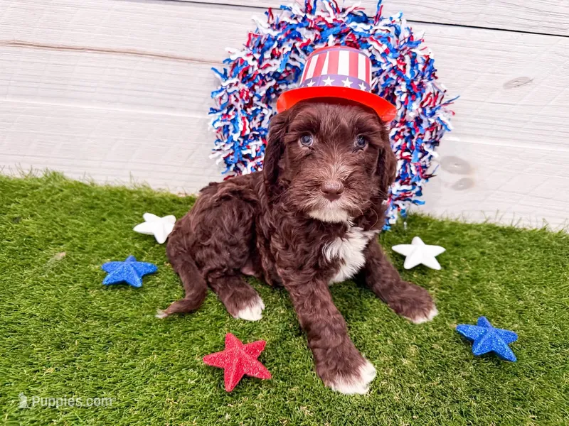 T – Miniature Goldendoodle puppy for sale in Exeter, MO