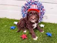 T, a male Miniature Goldendoodle for sale in Exeter, MO – 1 of 1