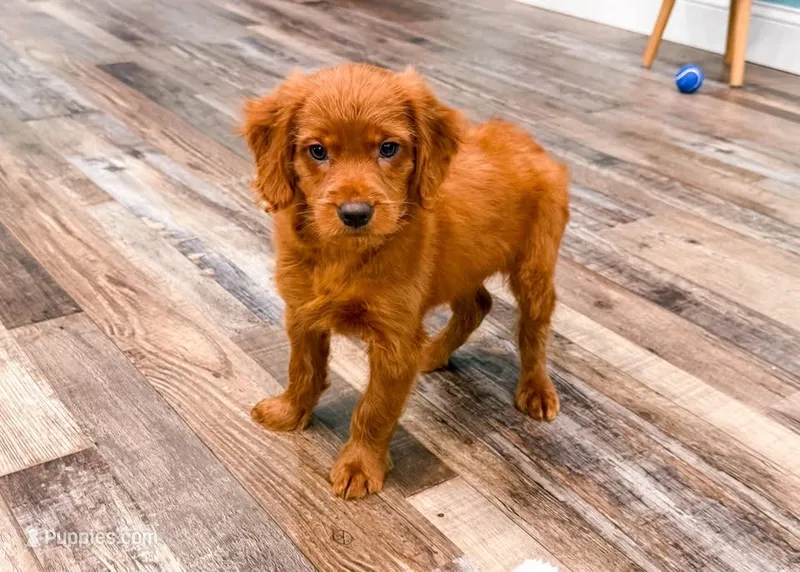 Ember  – Miniature Goldendoodle puppy for sale in Exeter, MO
